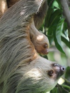 Two-toed sloth in Costa Rica