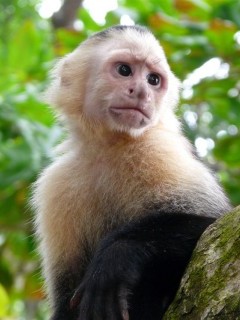 White-faced capuchin in Costa Rica
