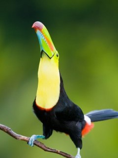Keel-billed toucan in Costa Rica