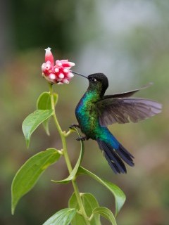 Fiery-throated hummingbird in Costa Rica.
