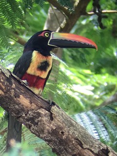 Fiery-billed aracari in Costa Rica