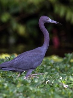 Little blue heron in Costa Rica