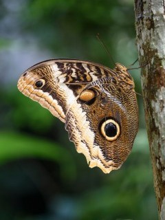Owl-eye butterfly in Costa Rica.