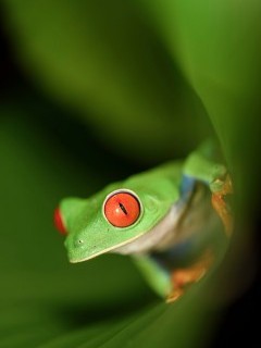 Red-eyed tree frog in Costa Rica.