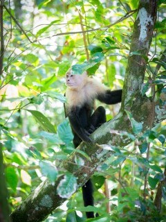 Capuchin in Costa Rica