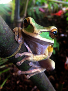 Masked tree frog in Costa Rica.