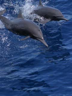 Spinner dolphin in Costa Rica