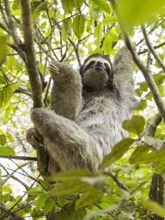 Three-toed sloth in Costa Rica