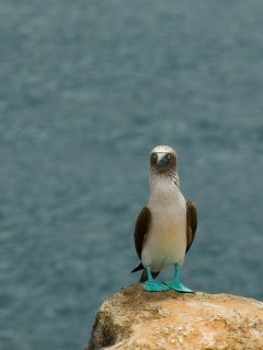 Blue-footed booby in the Galapagos Islands