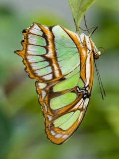 Malachite butterfly in the Amazon, Ecuador.
