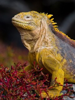 Land iguana in the Galapagos