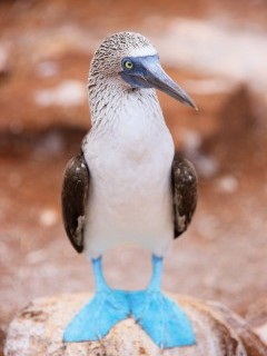 Blue-footed booby in the Galapagos