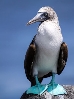 Blue-footed booby in the Galapagos