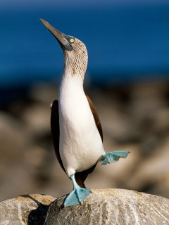 Blue-footed booby in the Galapagos Islands.