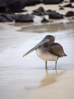 Brown pelican in the Galapagos.