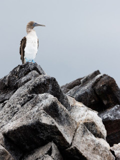 Blue-footed booby in Floreana, the Galapagos Islands.