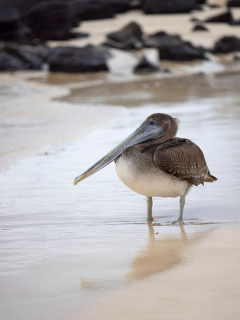 Brown pelican in Floreana, the Galapagos Islands.