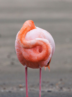Galapagos flamingo in Floreana, the Galapagos Islands.