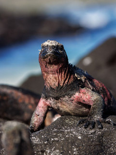 Marine iguana in Espanola, the Galapagos Islands.