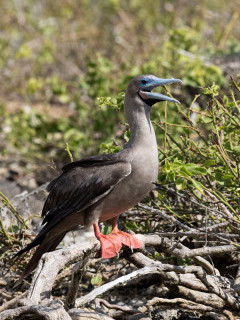 Red-footed booby in Genovesa, the Galapagos Islands.