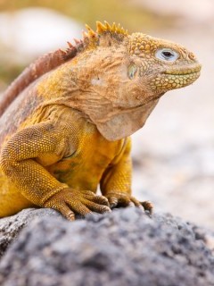 Land iguana in the Galapagos