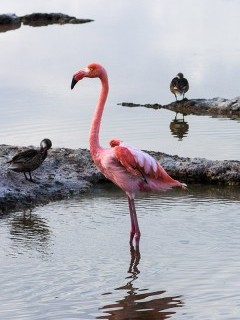 American flamingo in the Galapagos Islands