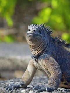 Marine iguana in the Galapagos Islands