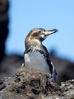 Galapagos penguin
