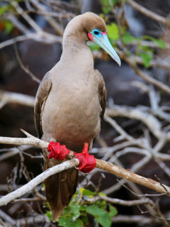 Red-footed booby in the Galapagos