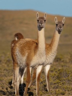 Guanaco in Patagonia