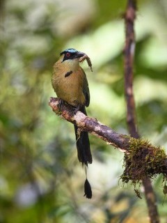 Highland motmot in Peru.
