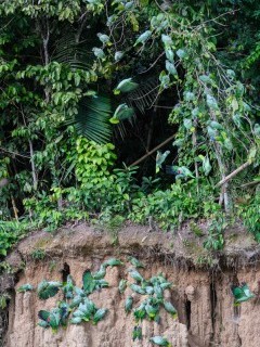 Mealy parrots in Peru.