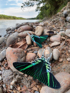 Green-banded urania in Peru.