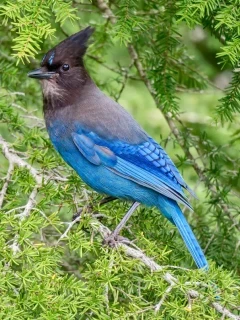 Blue steller's jay in Canada