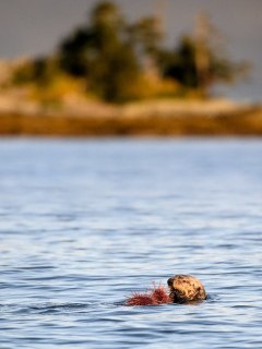 Sea otter.