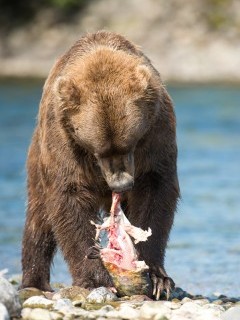 Grizzly bear in Alaska