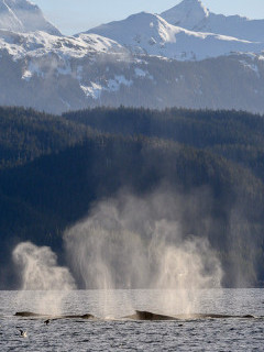 Humpback whales bubble-net feeding in Alaska.