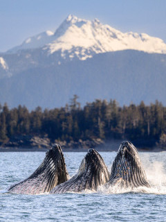 Humpback whale bubble-net feeding in Alaska.