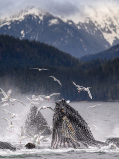 Humpback whales bubble-net feeding in Alaska.
