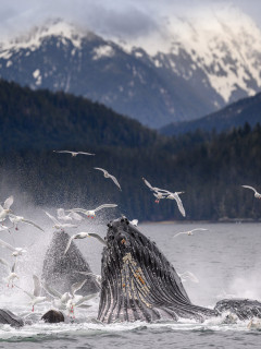 Humpback whales bubble-net feeding in Alaska.