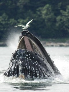 Humpback whale bubble-net feeding in Alaska