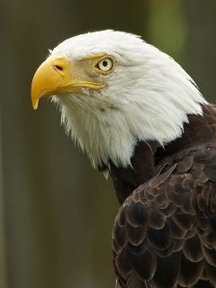 Bald eagle