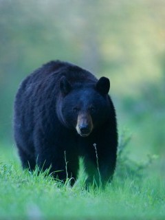Black bear in British Columbia, Canada