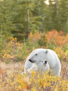 Polar bear in Hudson Bay, Canada.