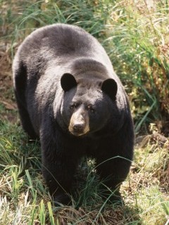 Black bear in Quebec.