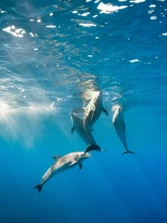 Bottlenose dolphin in Hawaii