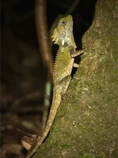 Boyd's forest dragon in Australia