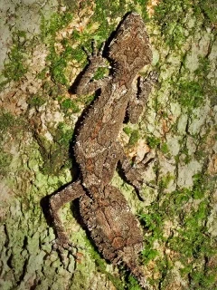 A leaf-tailed gecko in Australia