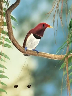 King bird of paradise in Papua New Guinea