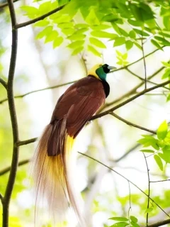 Lesser bird of paradise in Papua New Guinea